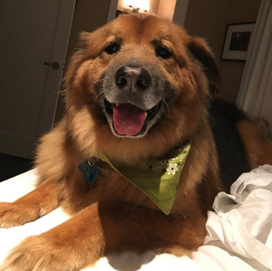 The 15 Cutest Celebrity Dogs Celebrity Dogs on Instagram